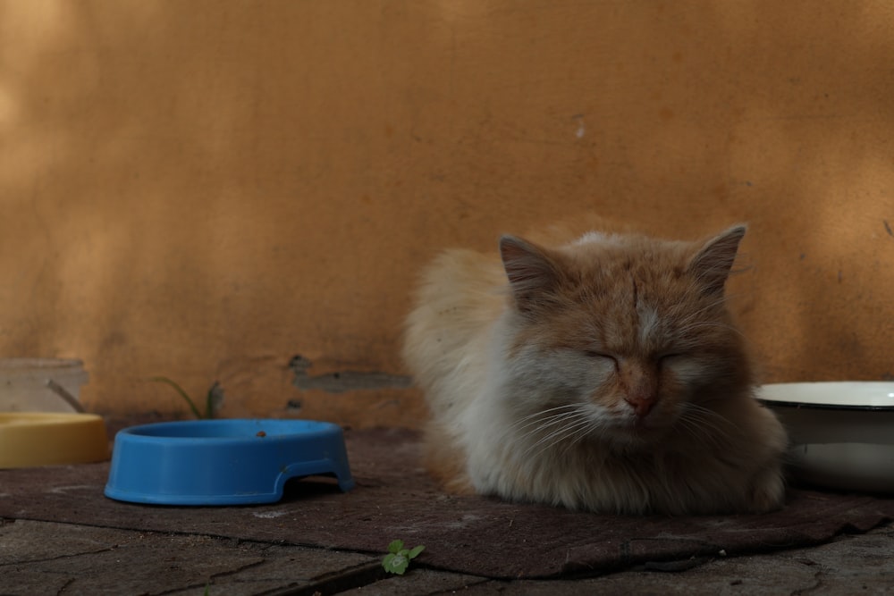an orange and white cat laying on the ground next to a bowl