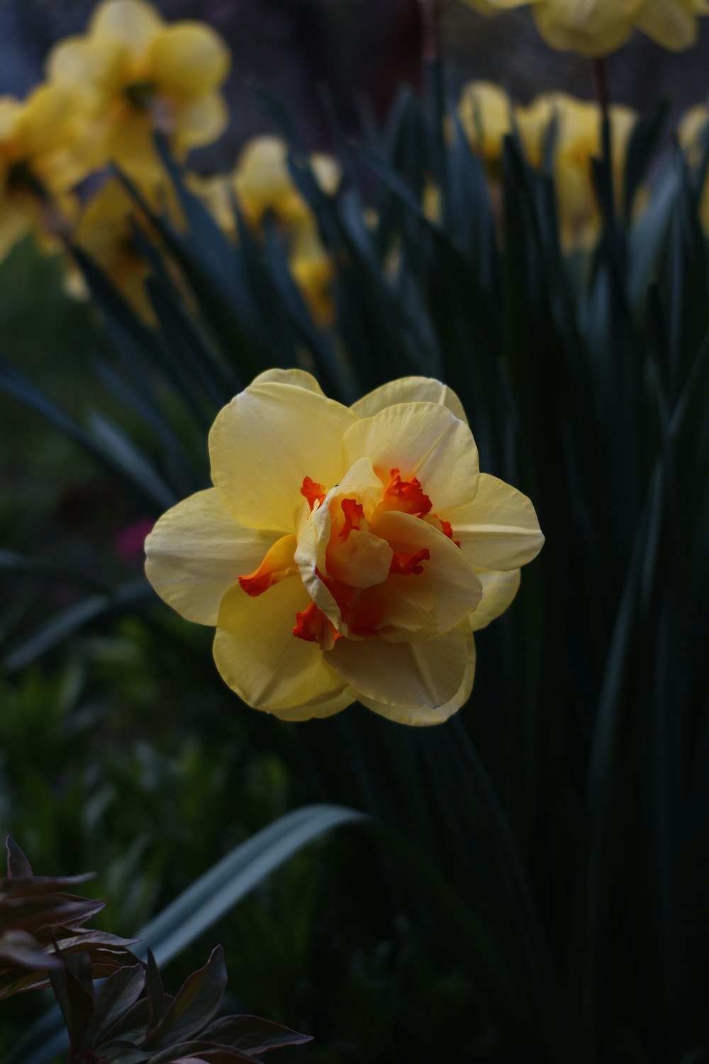 a close up of a flower near many other flowers