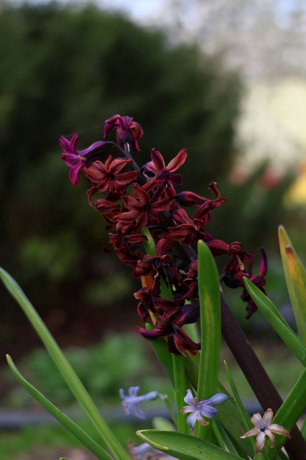 a close up of a purple flower with green leaves