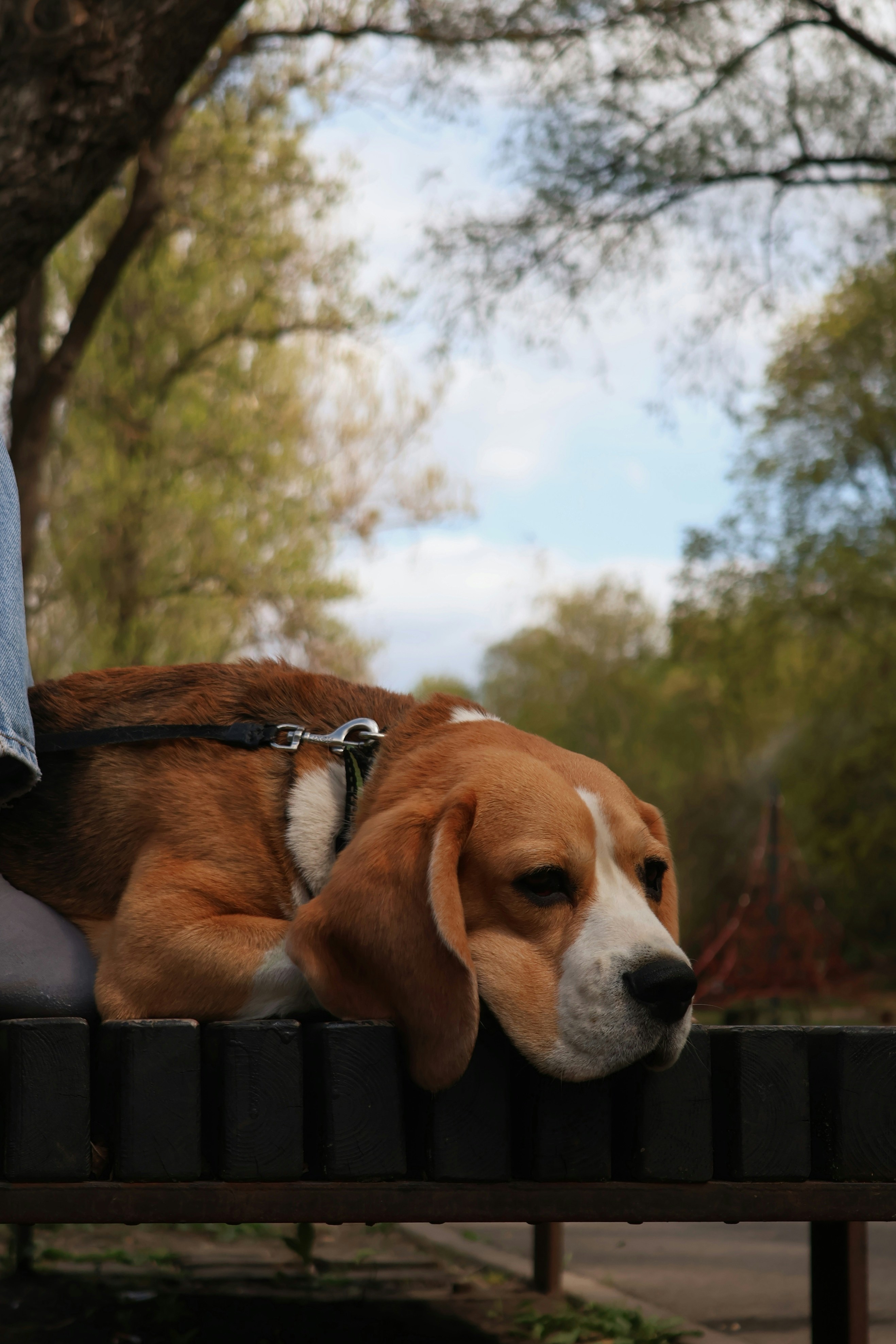 A beagle dog laying on a bench in a park photo – Free Dog Image on Unsplash