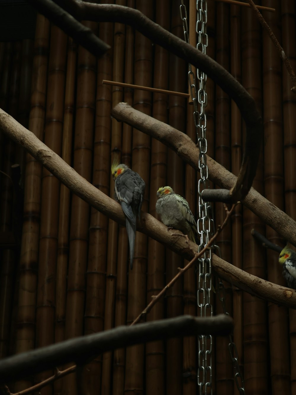 a couple of birds sitting on top of a tree branch