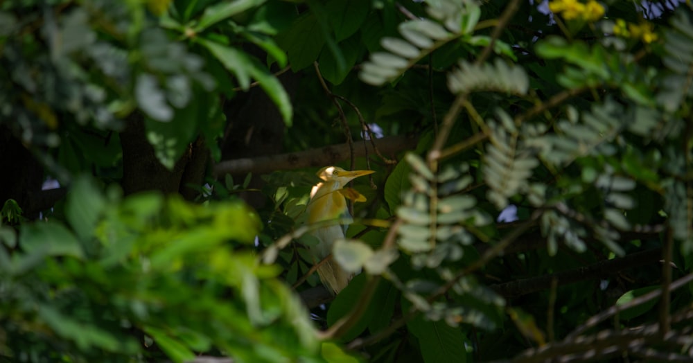 a bird is perched on a tree branch