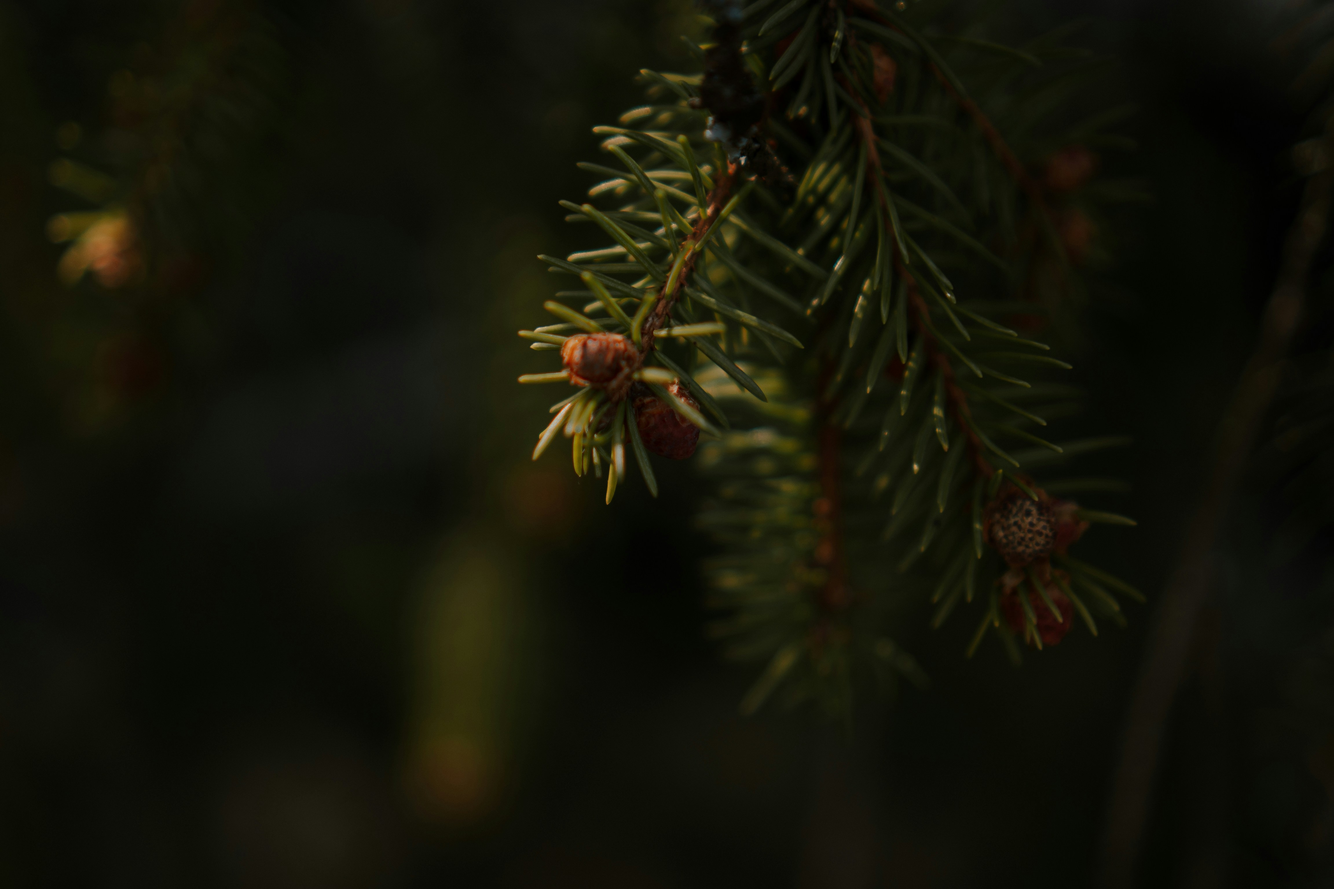 Photo by luisgherasim