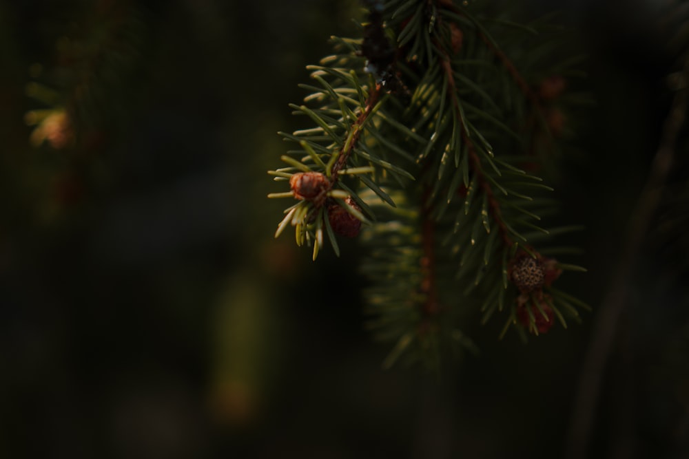 a close up of a pine tree branch