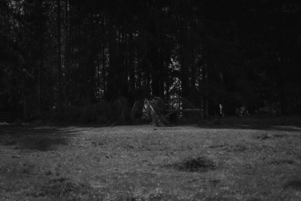 a black and white photo of a forest