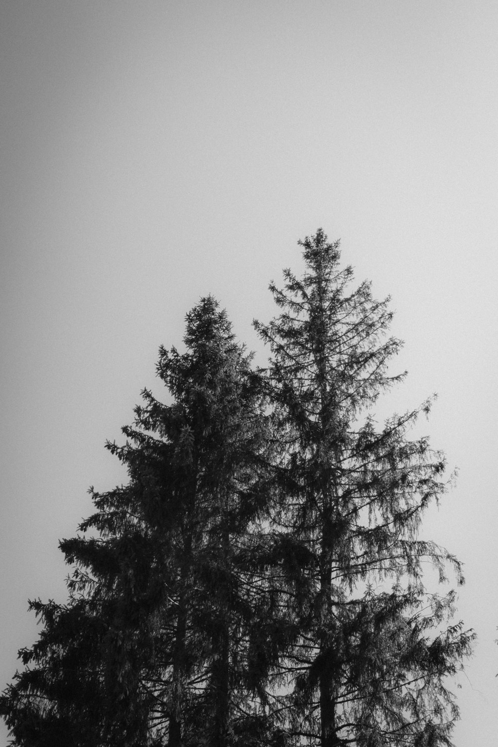 a black and white photo of a tall pine tree