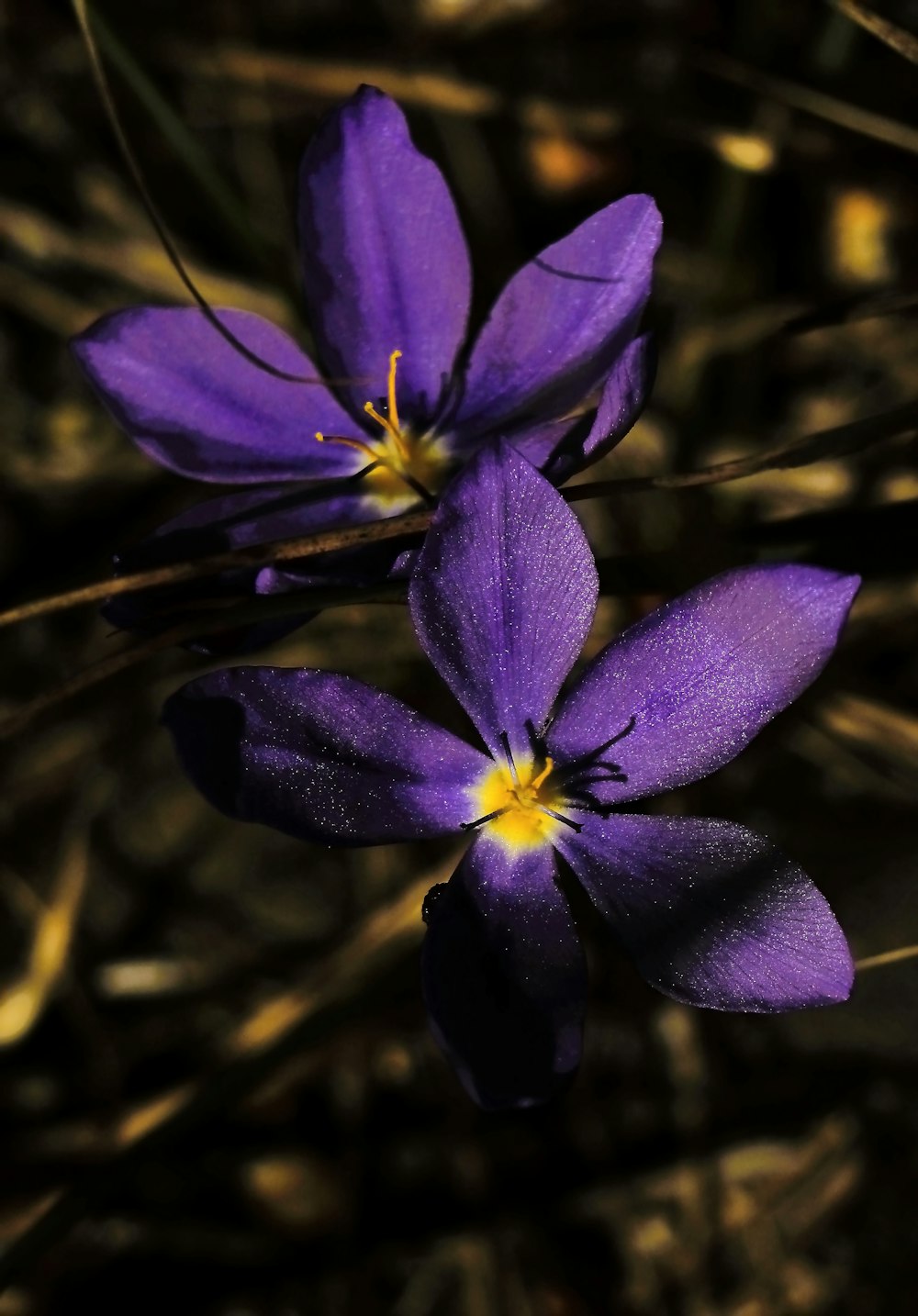 a purple flower with yellow stamen on it