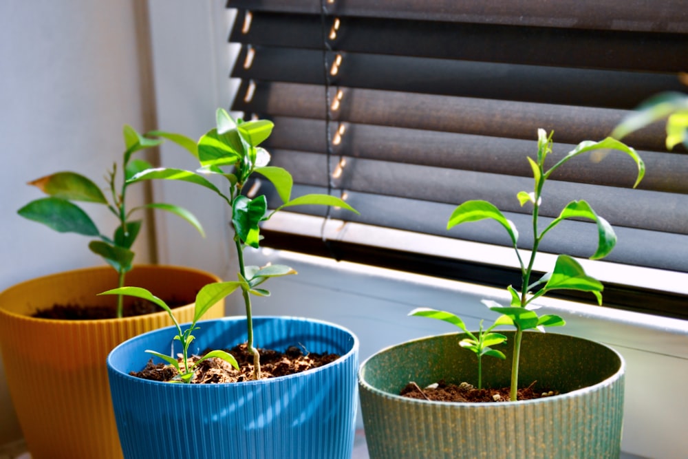 three potted plants sitting on a window sill