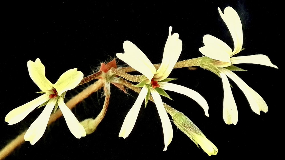 a close up of a flower on a stem