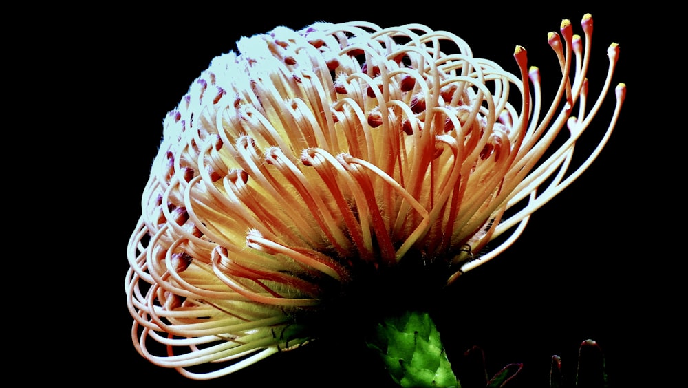 a close up of a flower on a black background