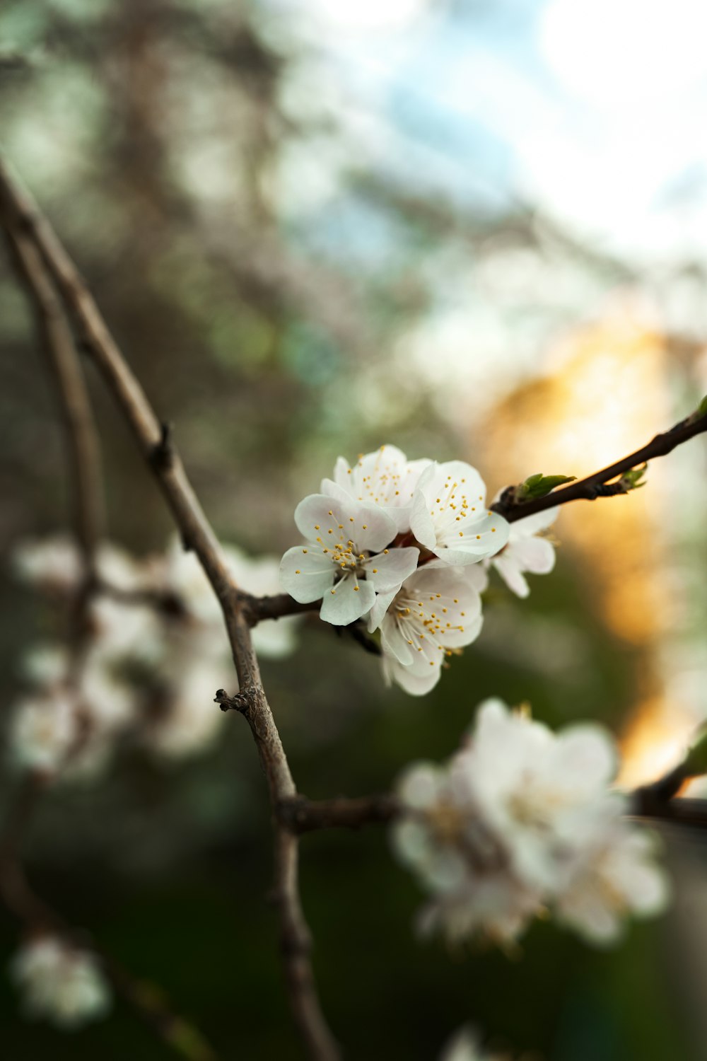 a close up of a flower on a tree branch