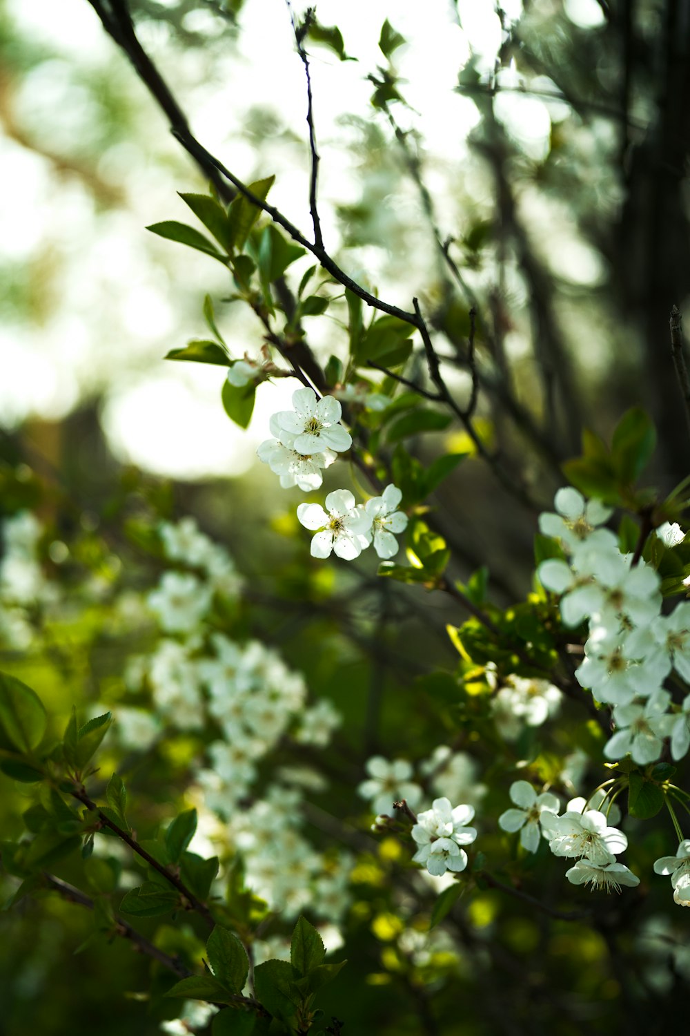 a branch of a tree with white flowers