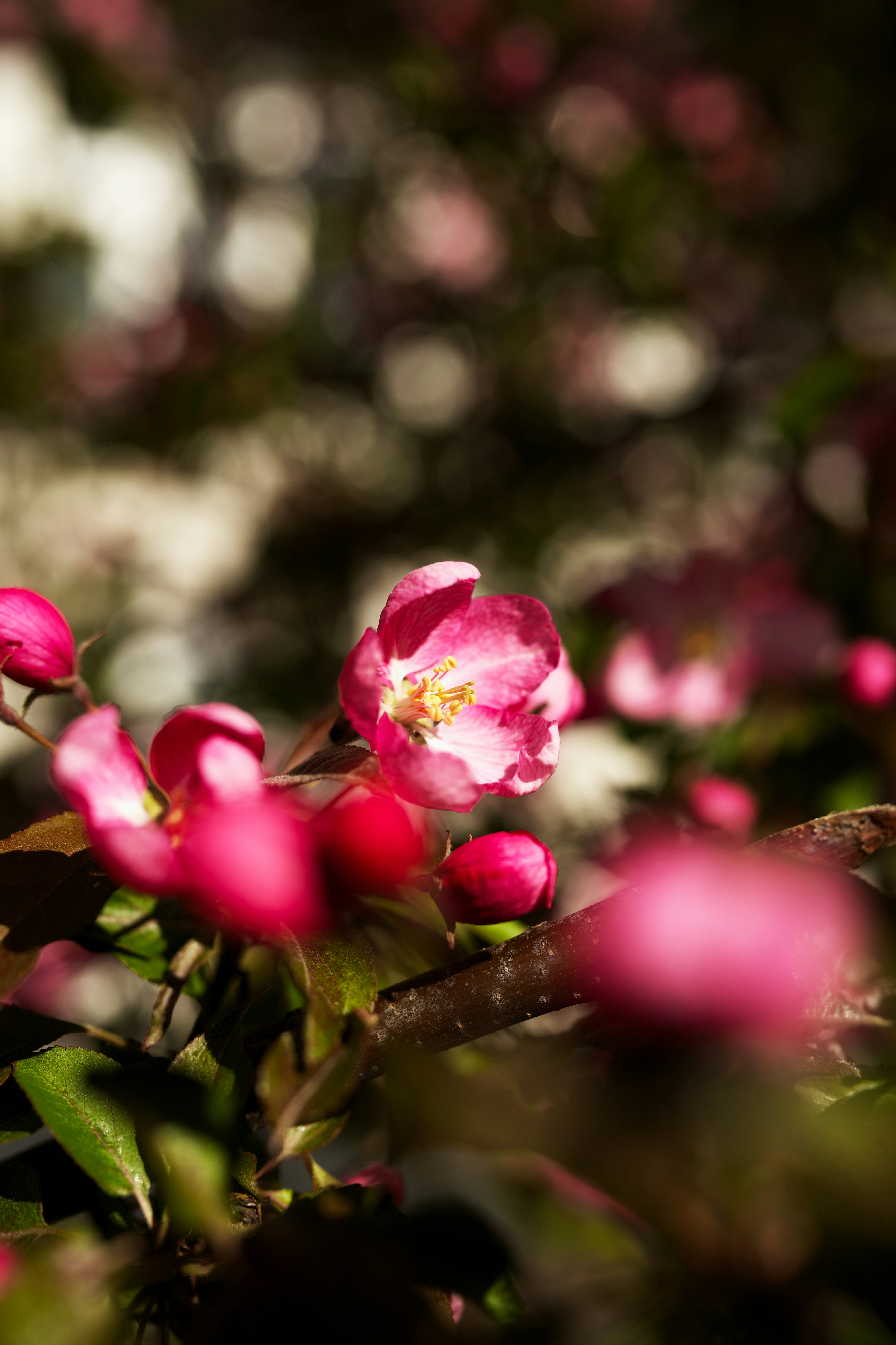 Photo by koshiera