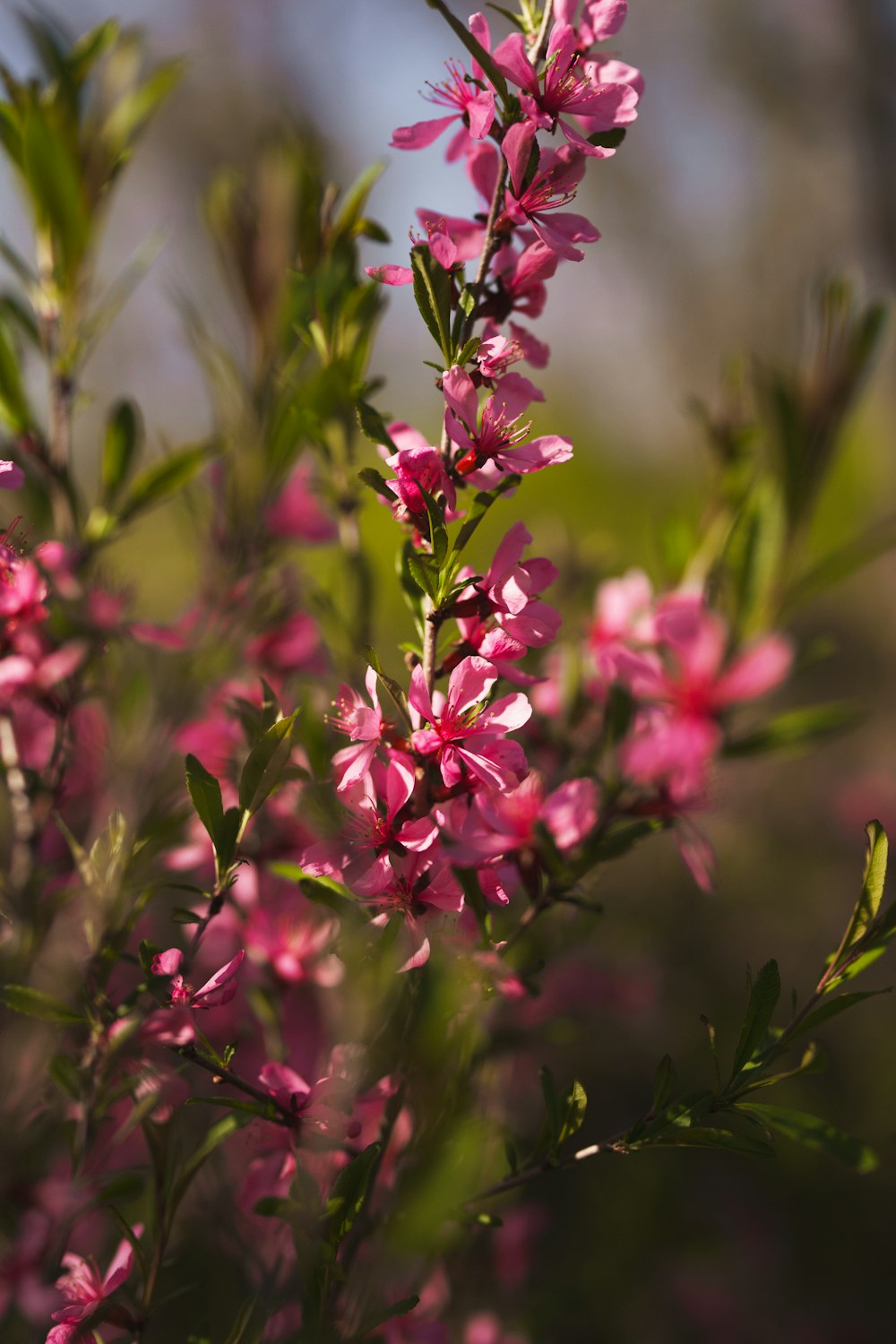 a close up of a pink flower on a tree