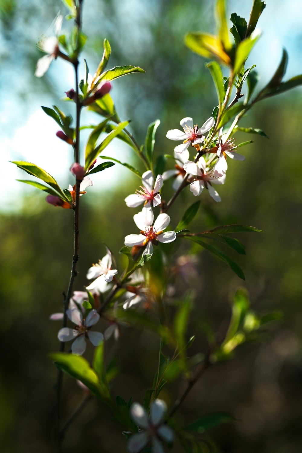 a close up of a tree branch with white flowers