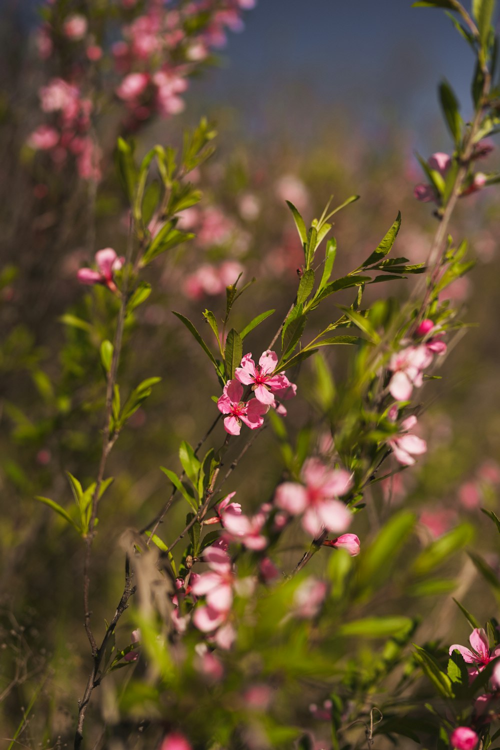 pink flowers are blooming in a field