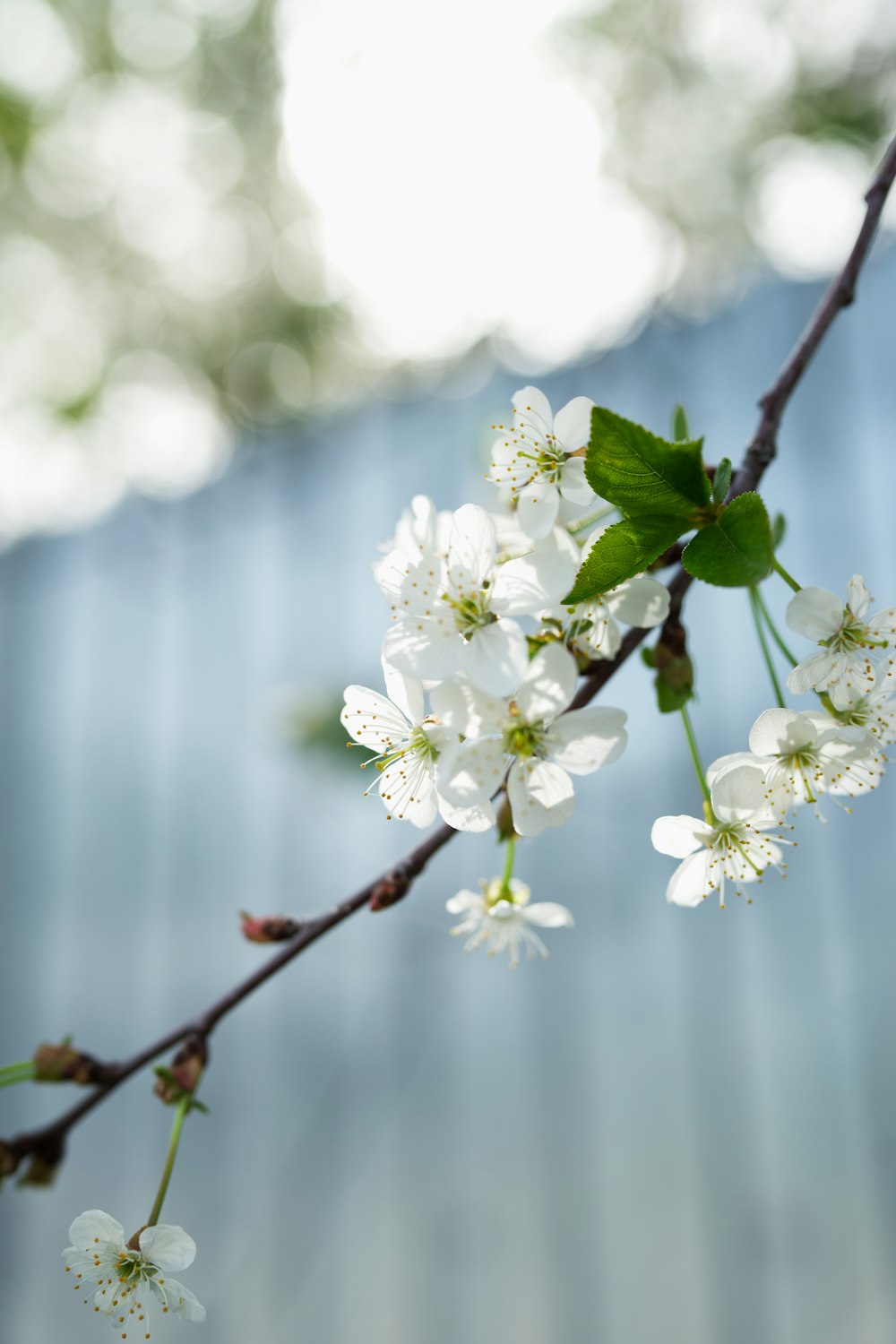 a branch with white flowers and green leaves