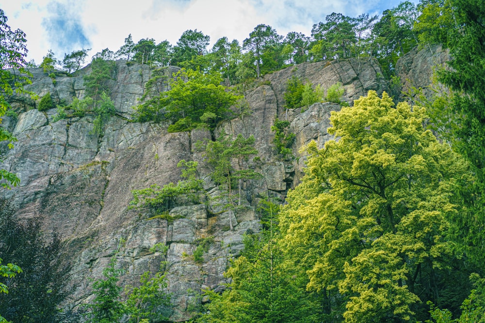 a mountain side with trees growing on the side of it