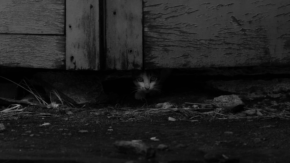 a black and white photo of a cat hiding under a door