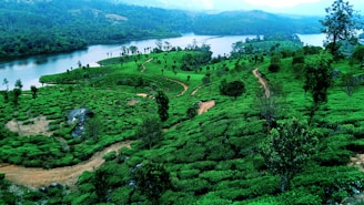 a lush green hillside with a river running through it