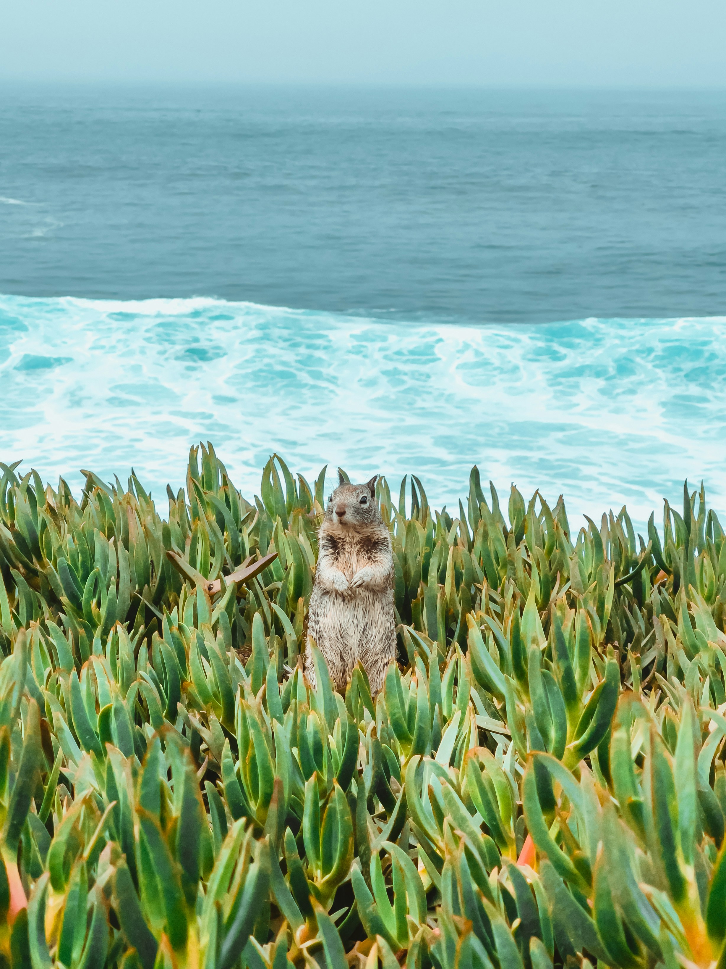 A small squirrel sitting amidst some plants