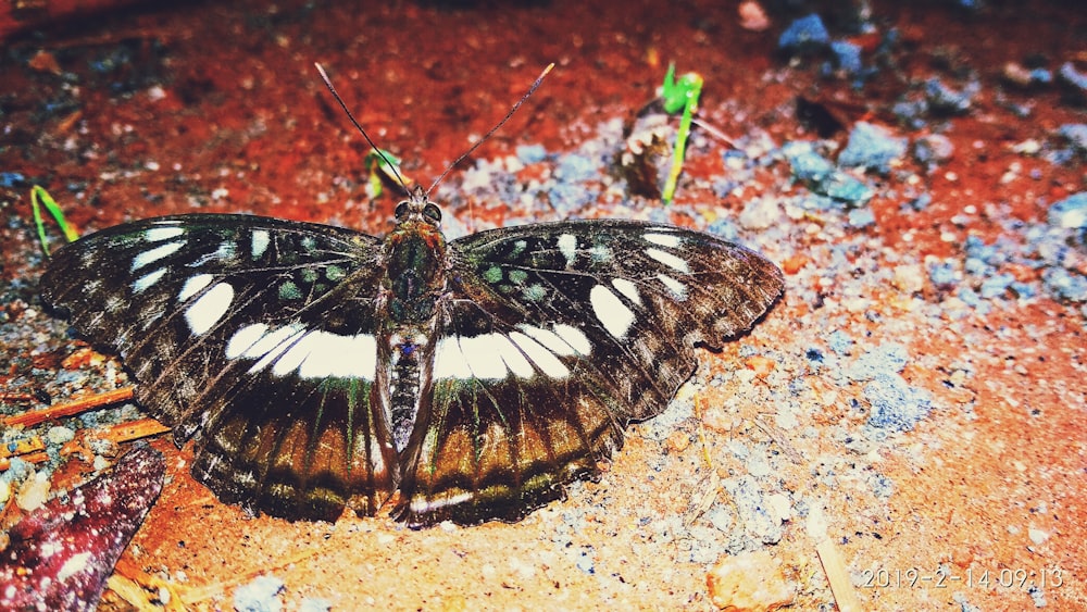 a black and white butterfly sitting on the ground