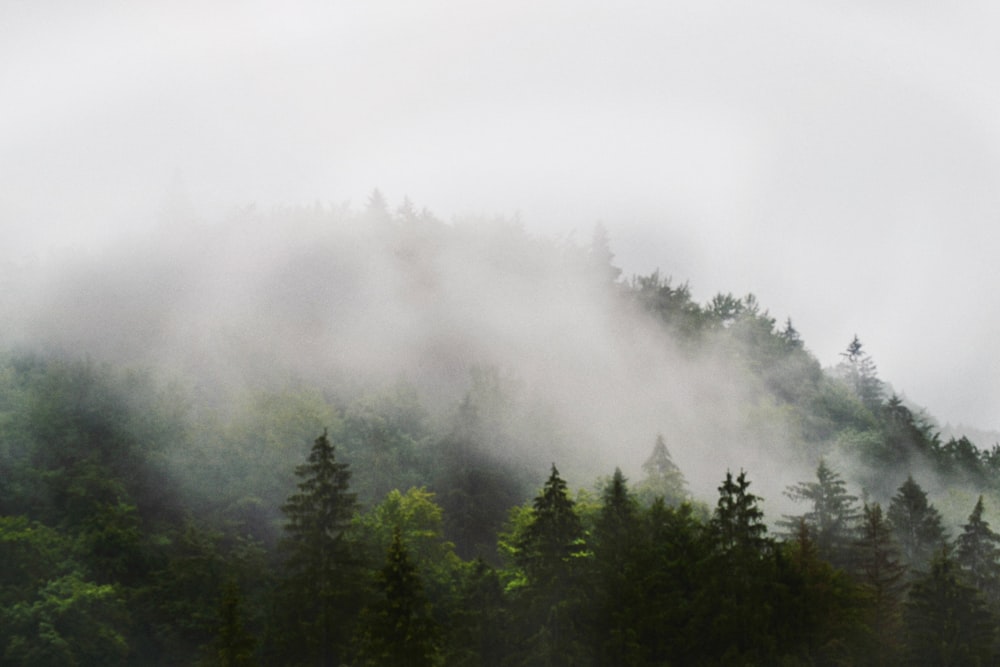 a mountain covered in fog with trees in the foreground