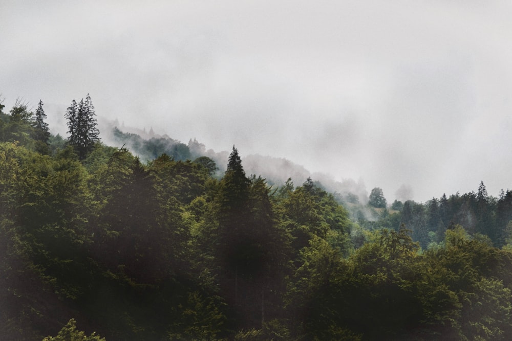 a forest filled with lots of trees under a cloudy sky