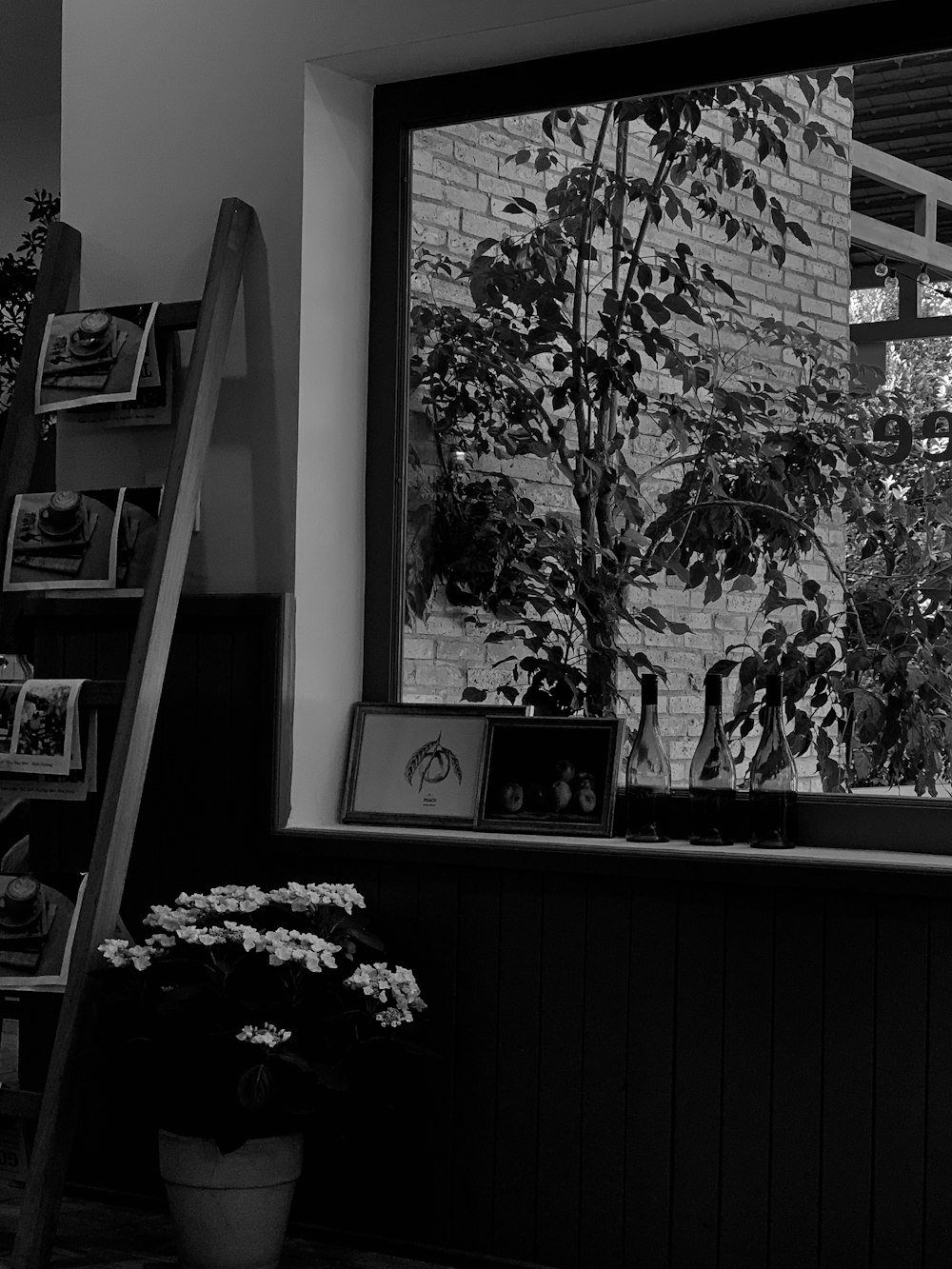 a black and white photo of a tree outside a window