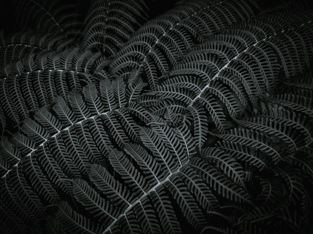 a black and white photo of a fern leaf