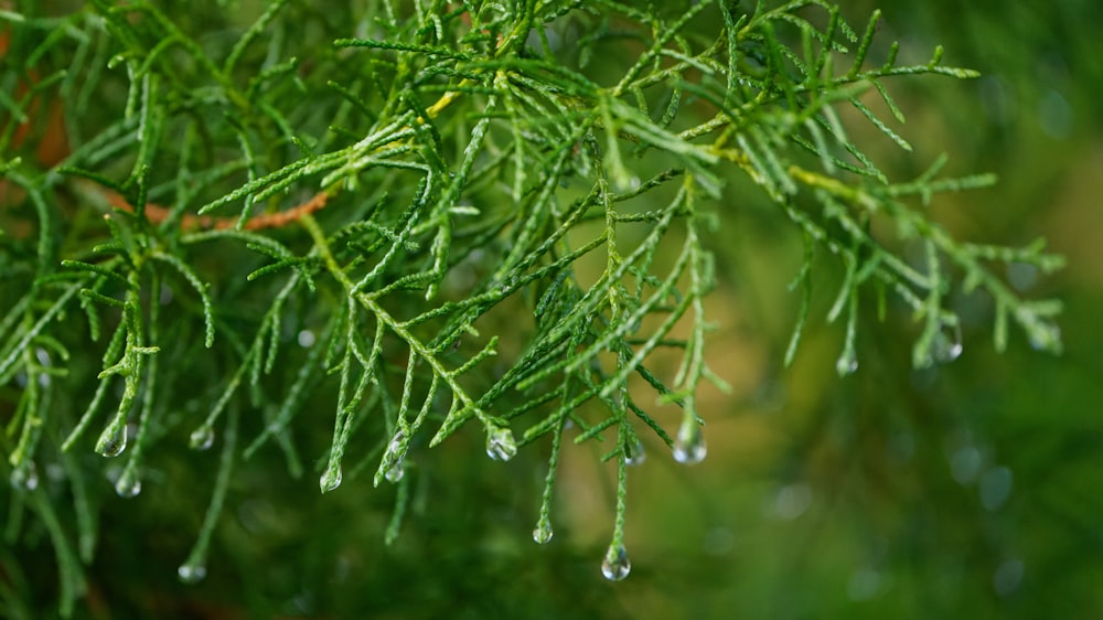 a close up of a tree with drops of water on it