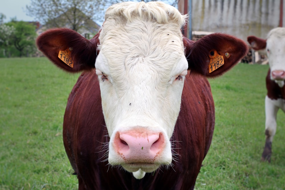 a close up of a cow in a field of grass