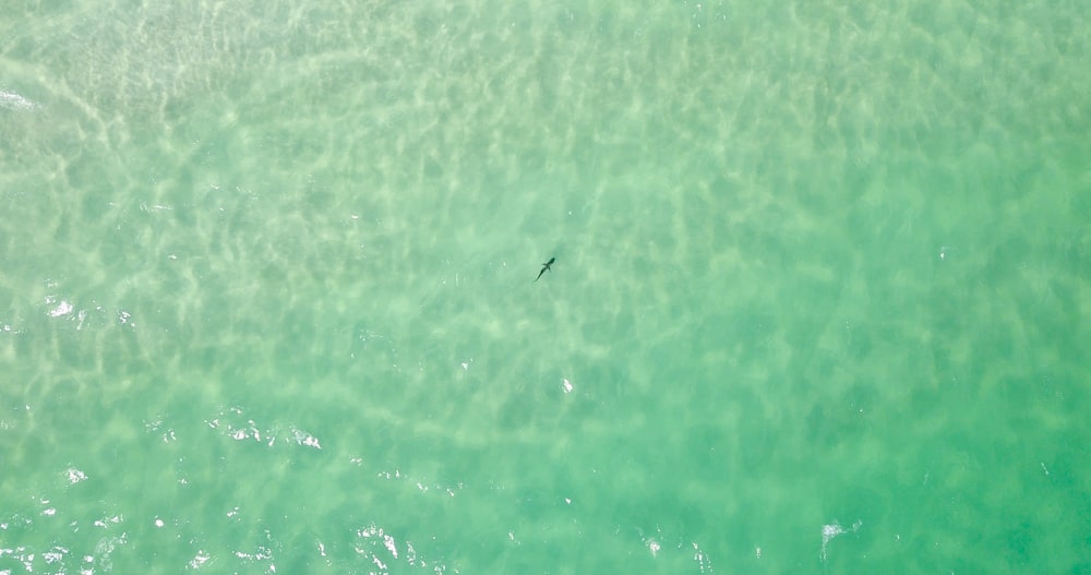 a bird flying over a body of water