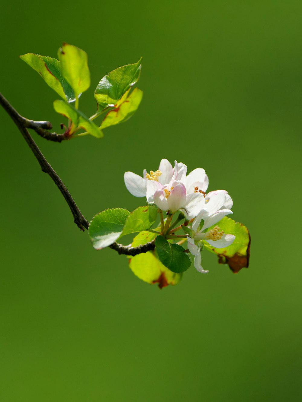 a branch with white flowers and green leaves