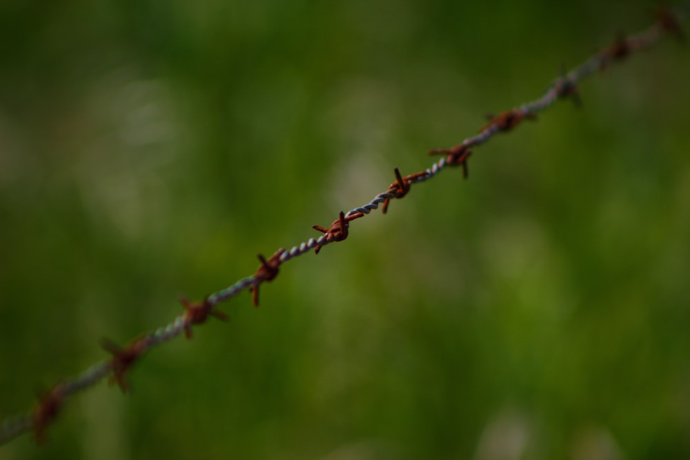 a close up of a barbed wire with grass in the background