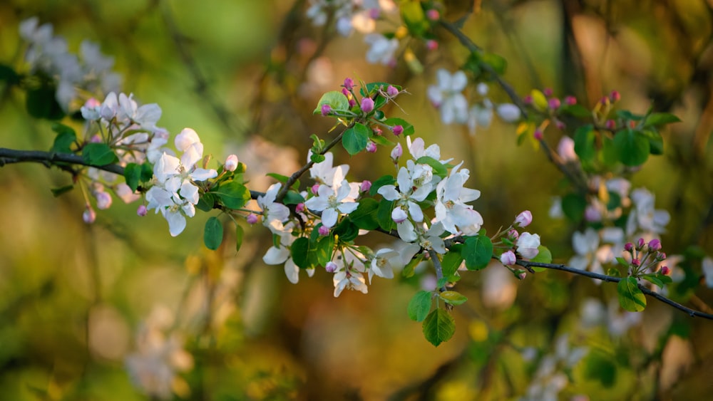 a branch with white flowers and green leaves