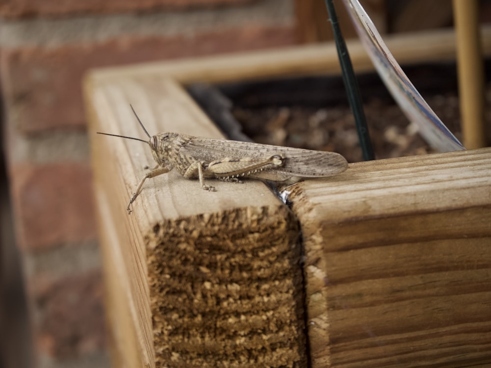 a small insect is sitting on a piece of wood