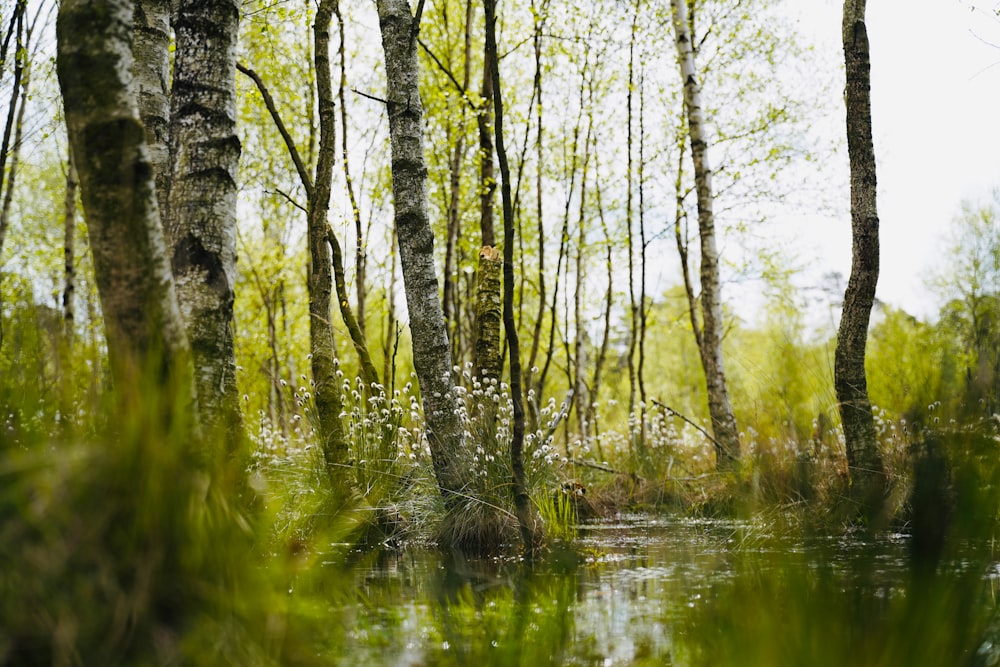 a stream running through a lush green forest