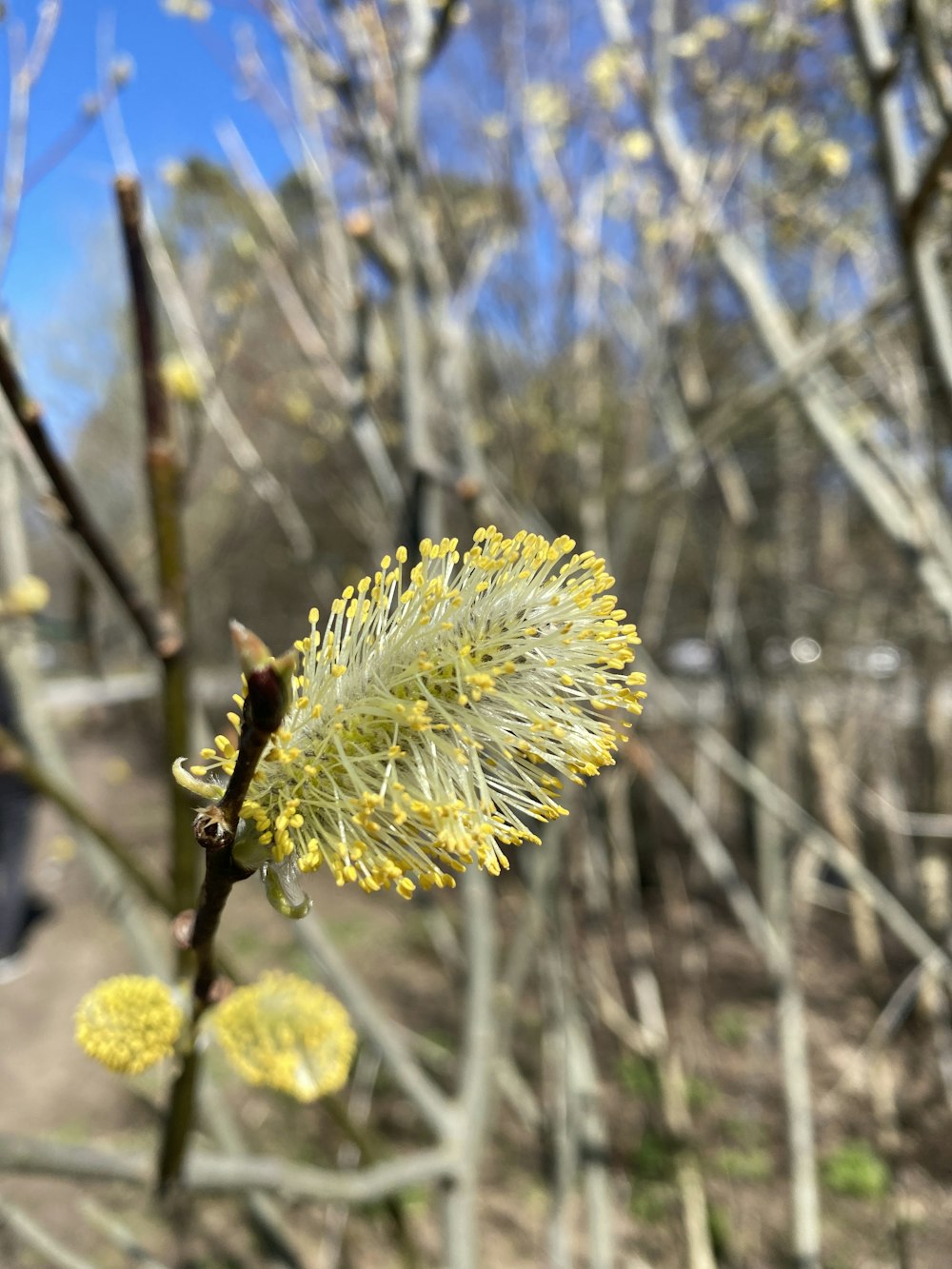 a close up of a yellow flower on a tree