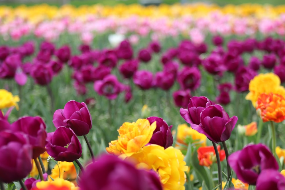 un campo lleno de flores moradas y amarillas