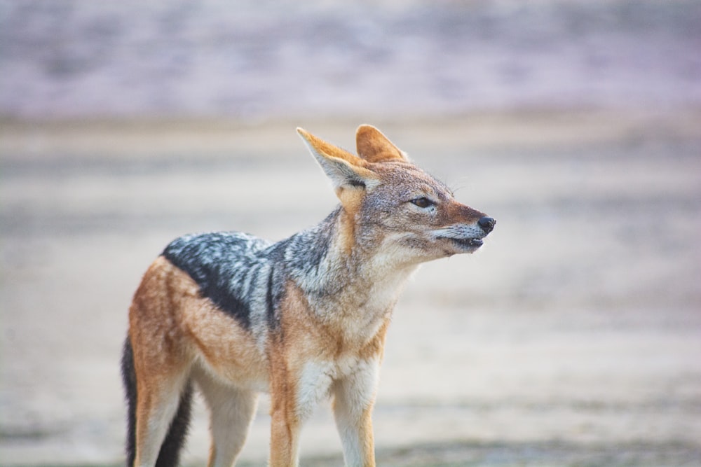 a small deer standing on top of a grass covered field