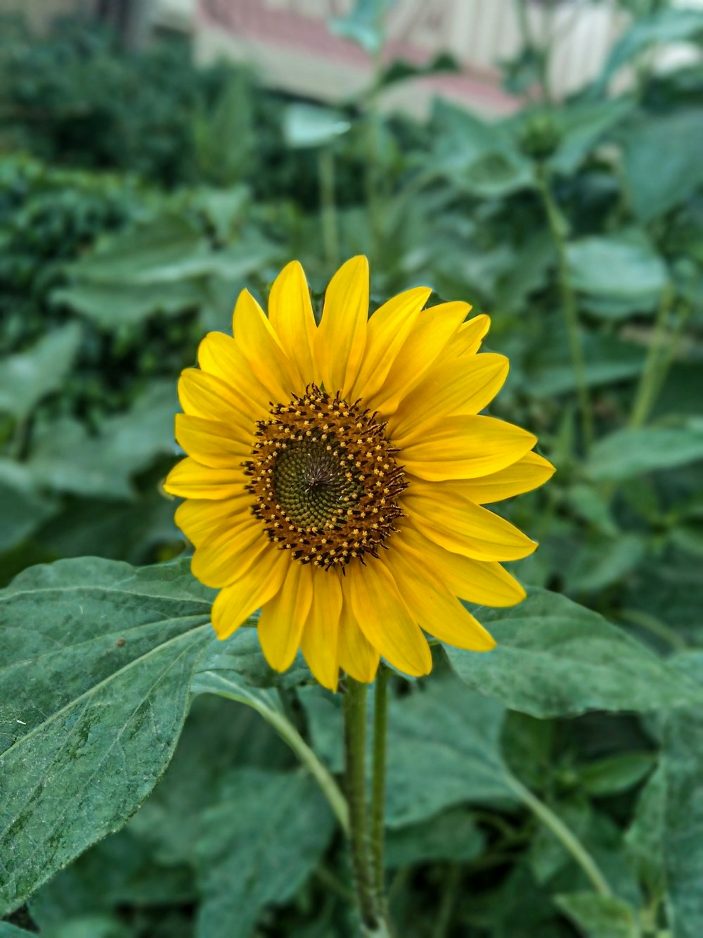 a large yellow sunflower standing in a field