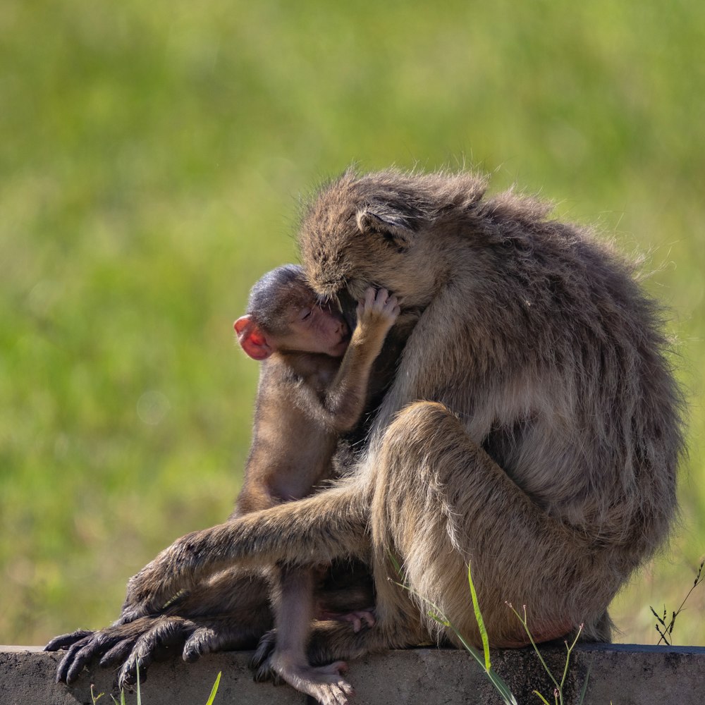 a mother and baby monkey sitting on top of a cement wall