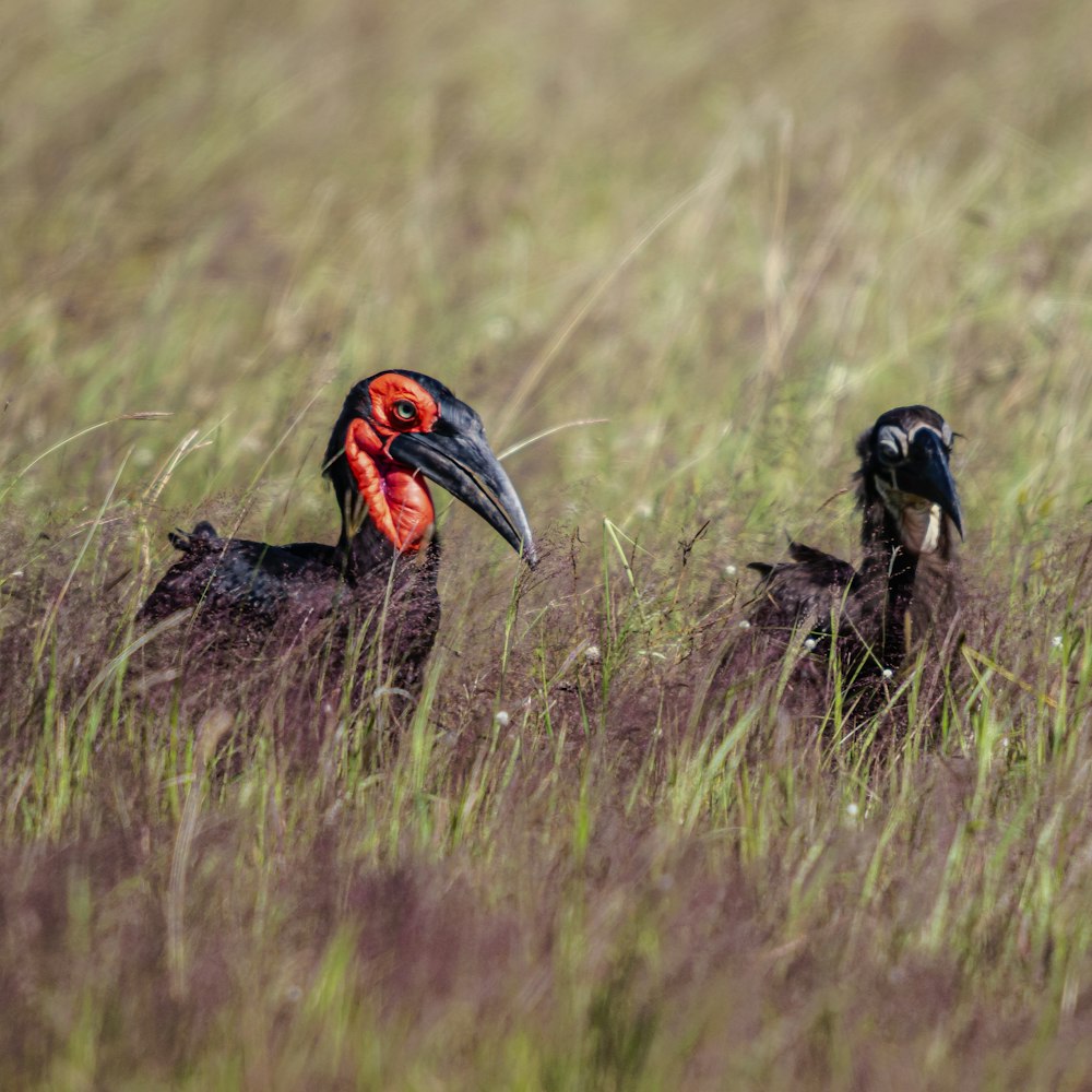 a couple of birds that are standing in the grass