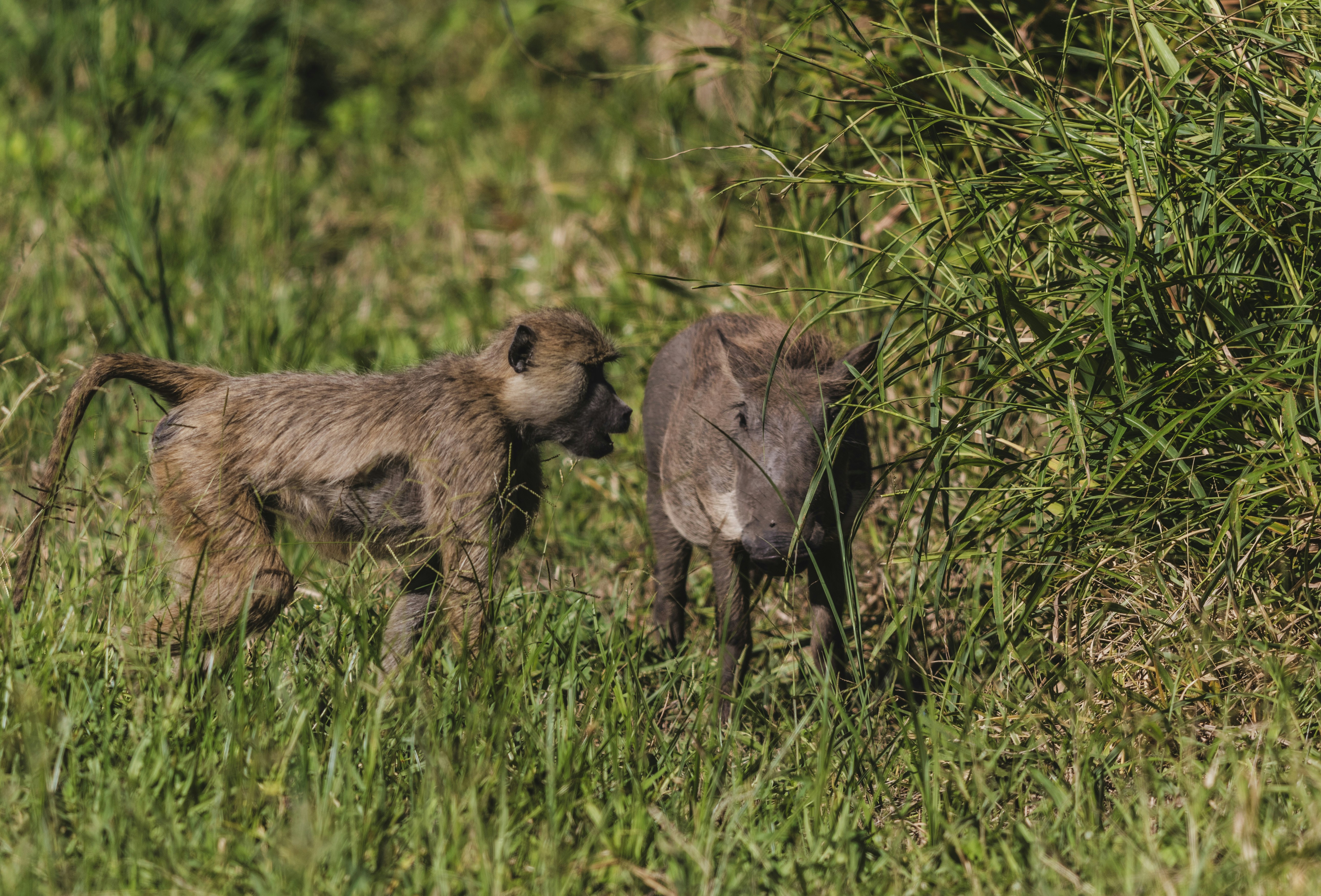 a couple of animals that are standing in the grass