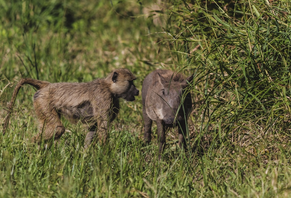 a couple of animals that are standing in the grass