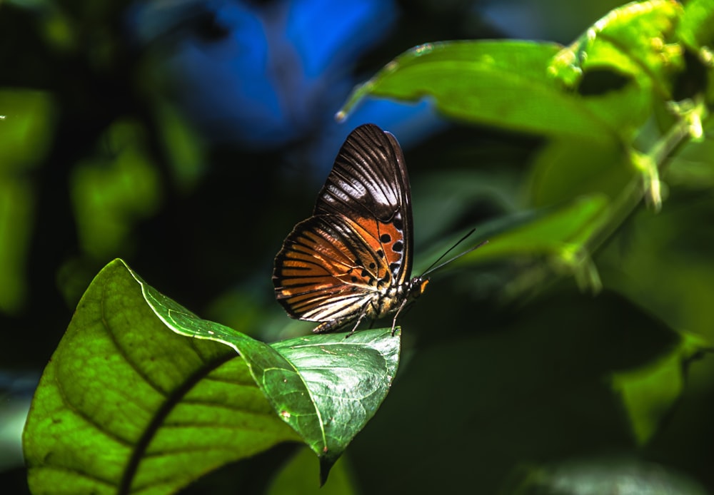 a butterfly sitting on top of a green leaf