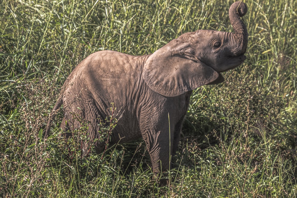 a baby elephant standing in a field of tall grass