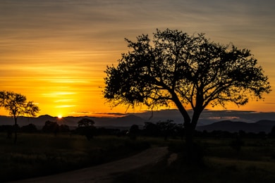 the sun is setting behind a tree in a field