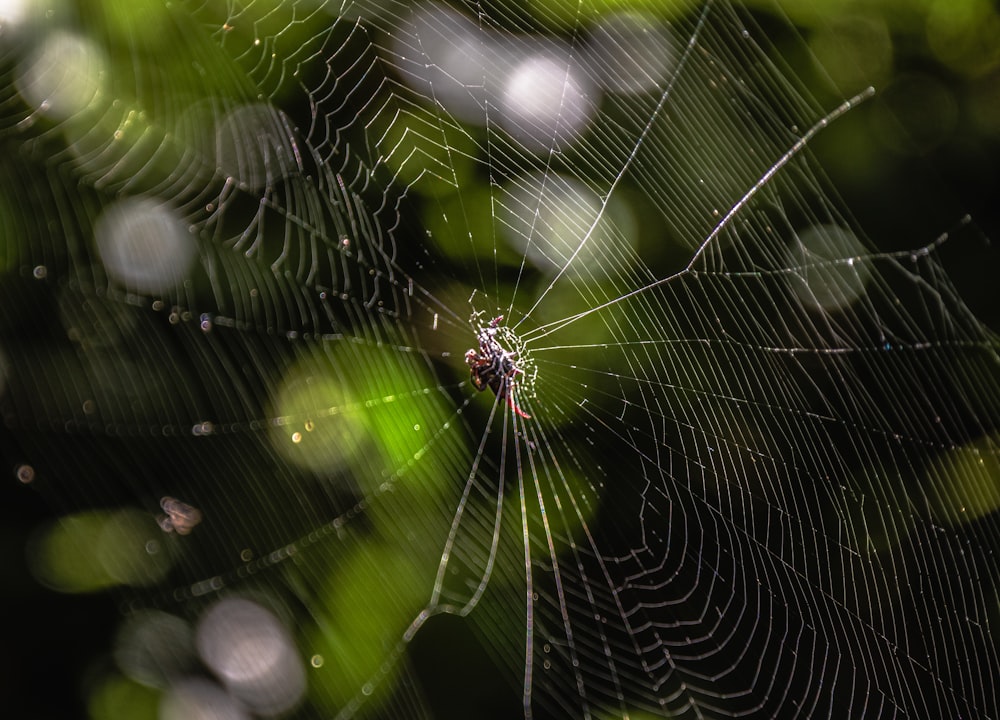 a close up of a spider's web on a tree